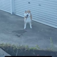 リードを引く飼い主を見つめる犬