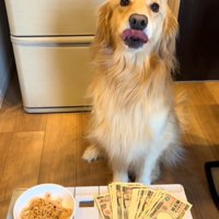 舌を出す犬2