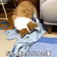 寝床を作るはなちゃん