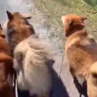 横に並んで散歩をする3頭の犬