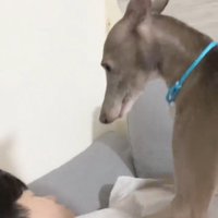 見つめる犬2