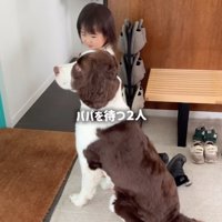 犬を見つめる女の子
