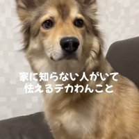 ブルブル震える犬