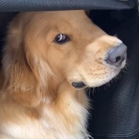 飼い主を見る大型犬