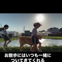 みんなでお散歩するのが日課