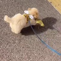ルンルンで運ぶ姿にホッコリ