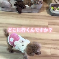 「どこ行くの？」