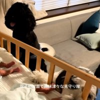 双子の赤ちゃんの興味がある2匹