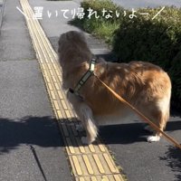 前を見つめる犬