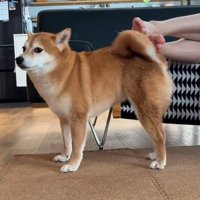 飼い主さんの足にセルフなでをする犬カメラ目線