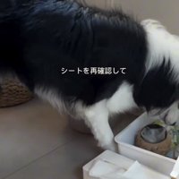 もう一度確認する犬
