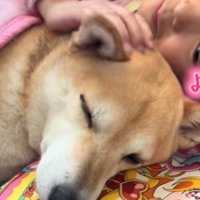 柴犬を撫でる
