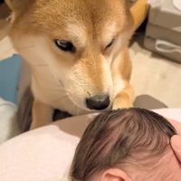 赤ちゃんを見つめる柴犬