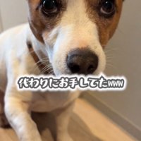 お手をする犬2