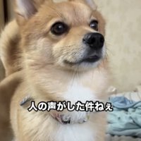 心配そうな犬