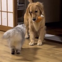 猫の前で止まる犬