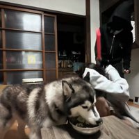 襲われる飼い主