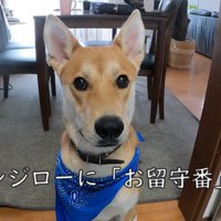家族が出かける日のワンジローくん