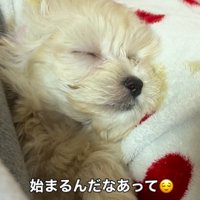 眠る子犬