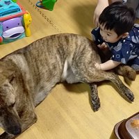 赤ちゃんに体を撫でられている犬