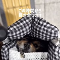 バッグの隙間から顔をのぞかせる犬