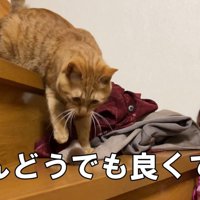だいず君はマイペースに遊んでいます