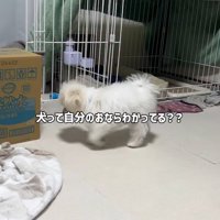 ウロウロしている小型犬