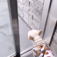 開いたドアの前に立つ犬