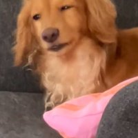 控えめになるしまちゃん