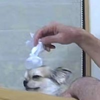 チワワサイズの氷のう