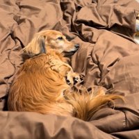 布団を占領するティナちゃん