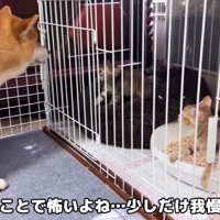 毛を逆立てながら威嚇