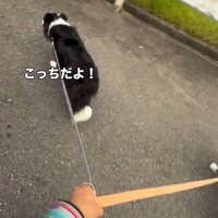 引っ張るるなちゃん