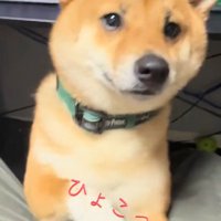 顔を出すこてつ君