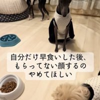見つめる犬3