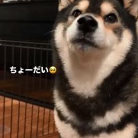 あざと可愛いももちゃん