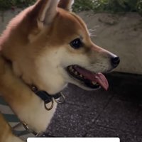 お姉ちゃんを待つ小型犬