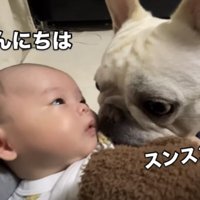 赤ちゃんの匂いを嗅ぐ犬