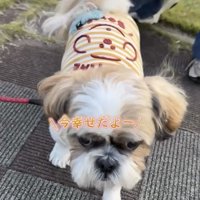 カメラに近づいてくる犬