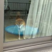 可愛すぎ