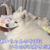 今度はアイスちゃんが添い寝♡