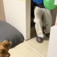 たくさん風船が出てきた時のさらちゃん3