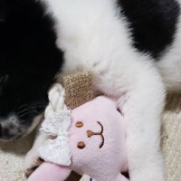 震えていた子犬
