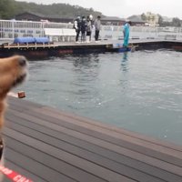 興奮して「ワン！」