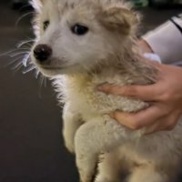 抱き上げられる泥まみれになった子犬