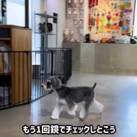 トリミング後のなぎちゃん9