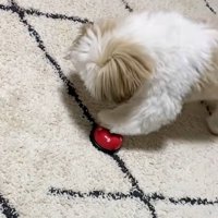 ベルを鳴らすよもぎくん