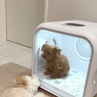 扉を噛む犬1