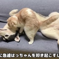 はっちゃんを起こすじゅんちゃん