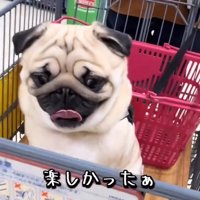 楽しそうなむさし君